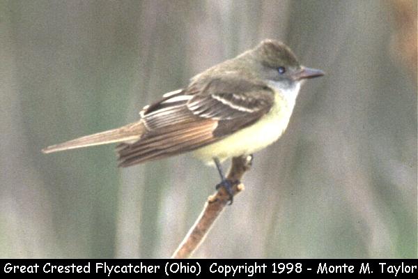 Great-crested Flycatcher -spring- (Ohio)