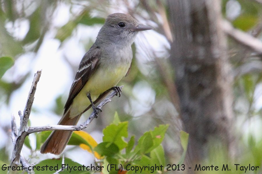 Great Crested Flycatcher -spring- (Florida)