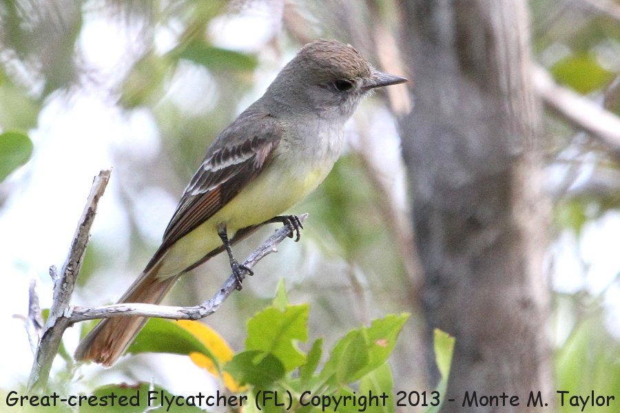Great Crested Flycatcher -spring- (Florida)