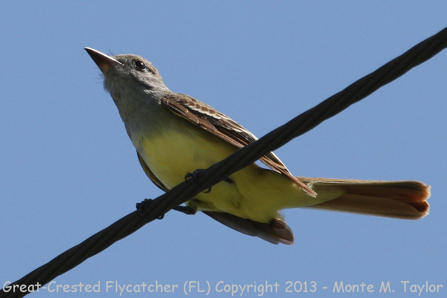 Great Crested Flycatcher -spring- (Florida)