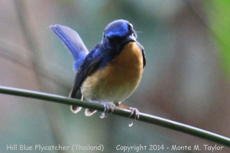Hill Blue Flycatcher -winter- (Kaeng Krachan National Park, Petchaburi, Thailand)