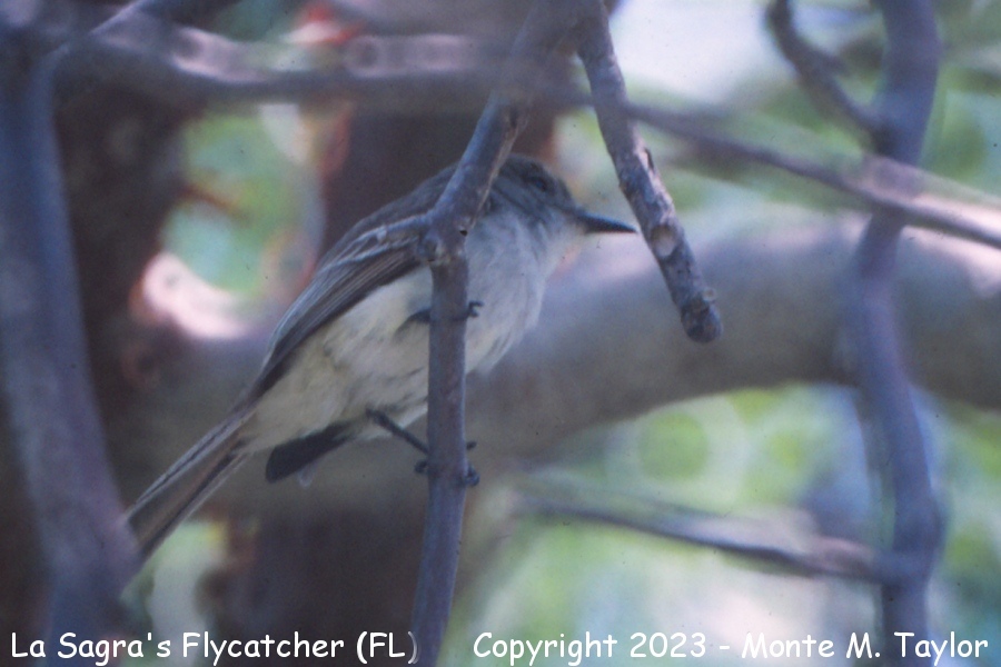 La Sagra's Flycatcher -spring- (Florida)