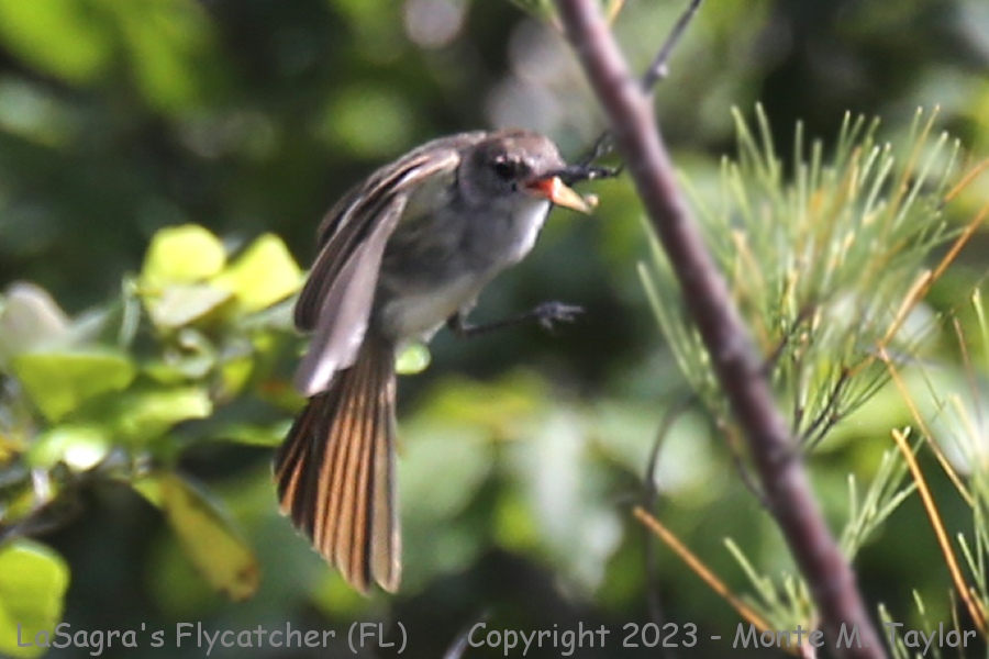 LaSagra's Flycatcher -spring- (Miami, Florida)