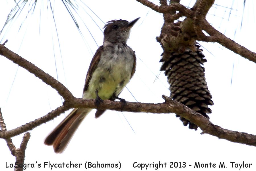 LaSagra's Flycatcher -summer- (Little Abaco, Bahamas)
