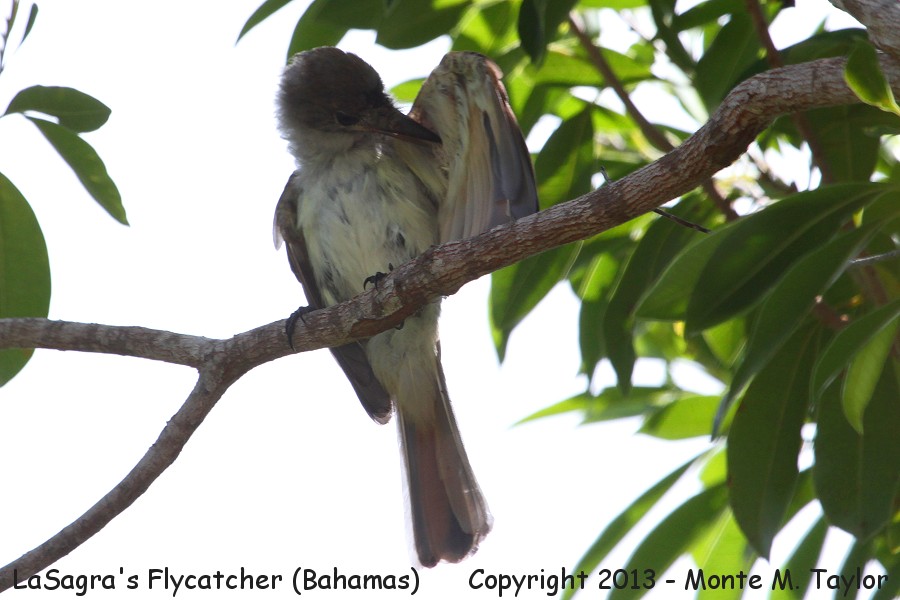 LaSagra's Flycatcher -summer- (Little Abaco, Bahamas)