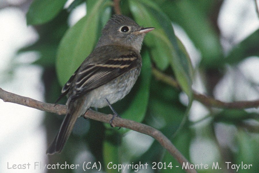 Least Flycatcher -Oct 8th, 1989- (Point Loma, California)