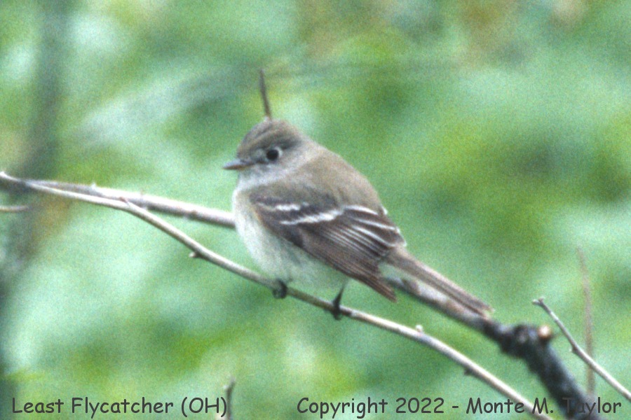 Least Flycatcher -spring- (Ohio)