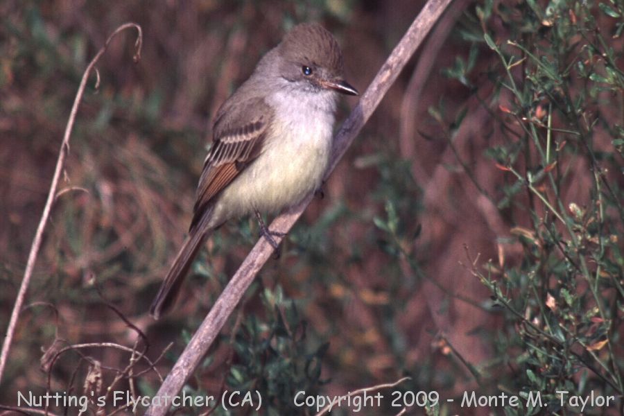 Nutting's Flycatcher -winter- (Orange County, California)