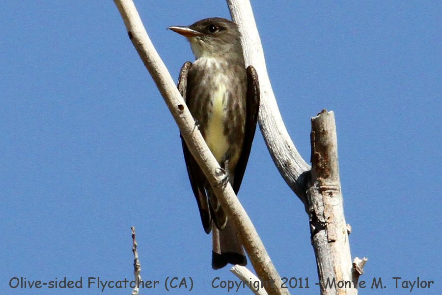 Olive-sided Flycatcher -spring- (California)