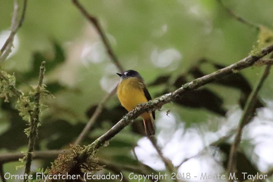 Ornate Flycatcher -November- (Alambi, Ecuador)