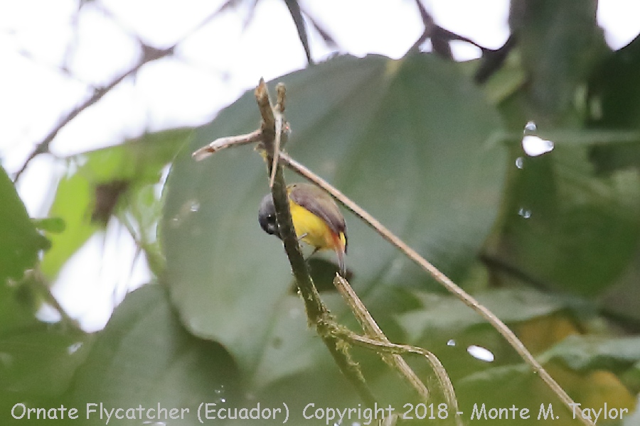 Ornate Flycatcher -November- (Alambi, Ecuador)