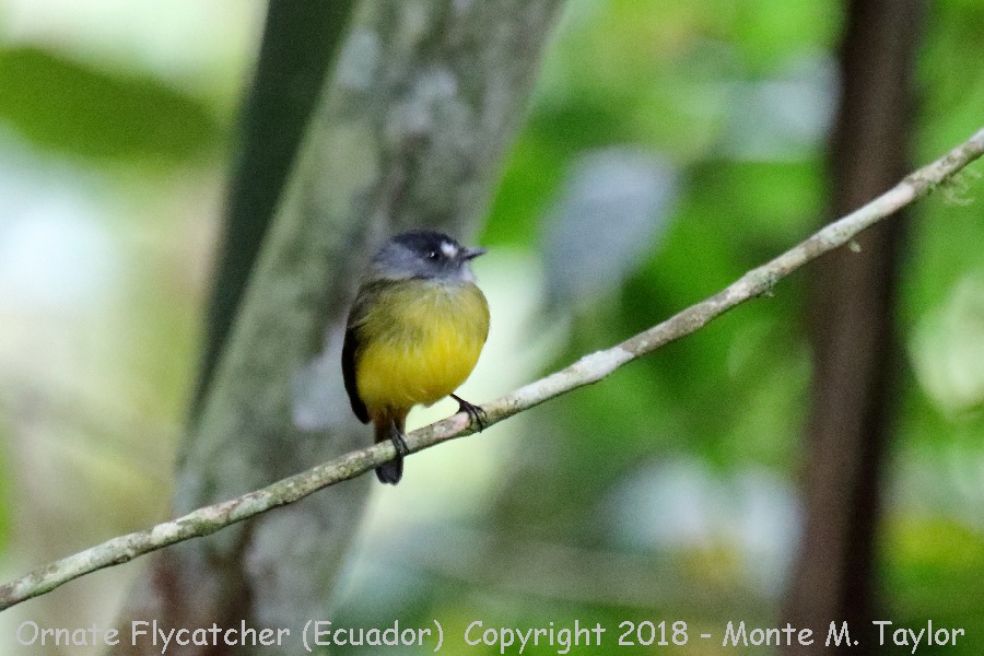 Ornate Flycatcher -November- (Tandayapa, Ecuador)