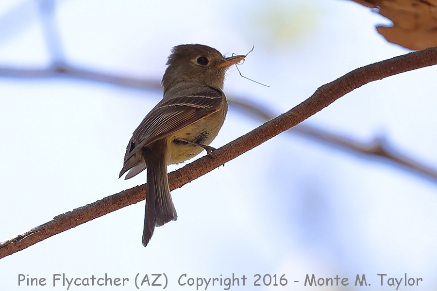 Pine Flycatcher -20160531- (Aliso Spring, Santa Rita Mountains, Arizona)