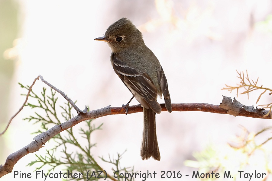 Pine Flycatcher -20160531- (Aliso Spring, Santa Rita Mountains, Arizona)