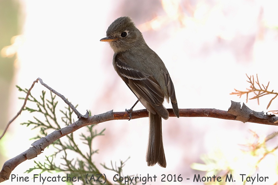 Pine Flycatcher -20160531- (Aliso Spring, Santa Rita Mountains, Arizona))