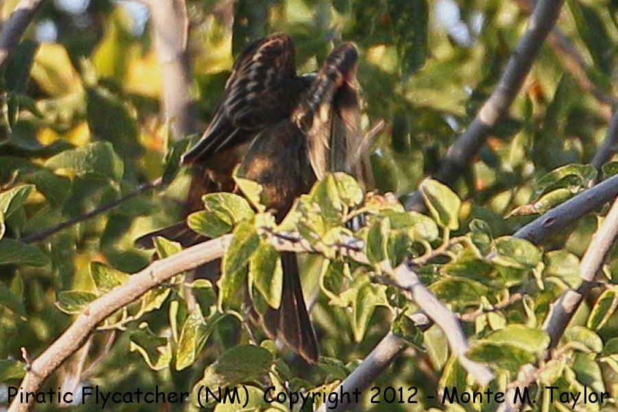 Piratic Flycatcher -20120922- (Rattlesnake Springs, New Mexico)