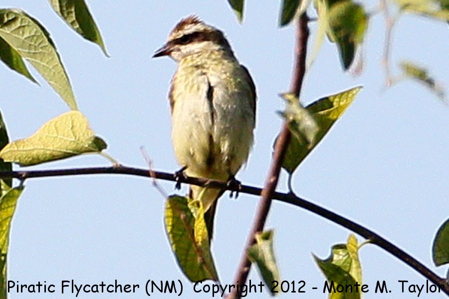 Piratic Flycatcher -20120922- (Rattlesnake Springs, New Mexico)