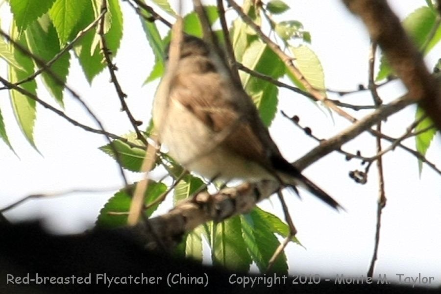 Red-breasted or Taiga Flycatcher? -spring- (Tianjin, China)