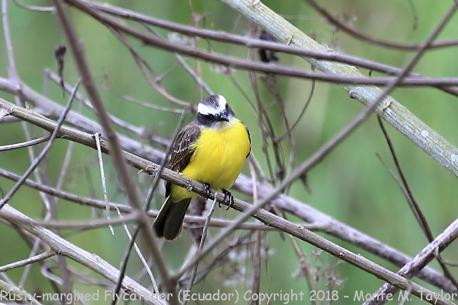 Rusty-margined Flycatcher -November- (Tandayapa, Ecuador)