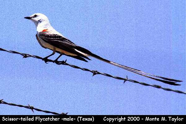 Scissor-tailed Flycatcher -spring male- (Texas)