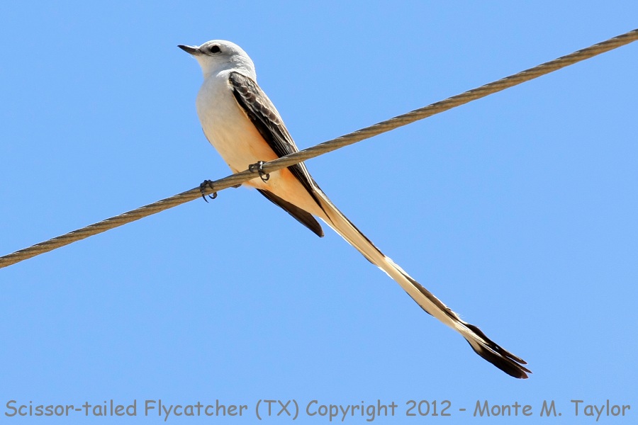 Scissor-tailed Flycatcher -spring female- (Texas)