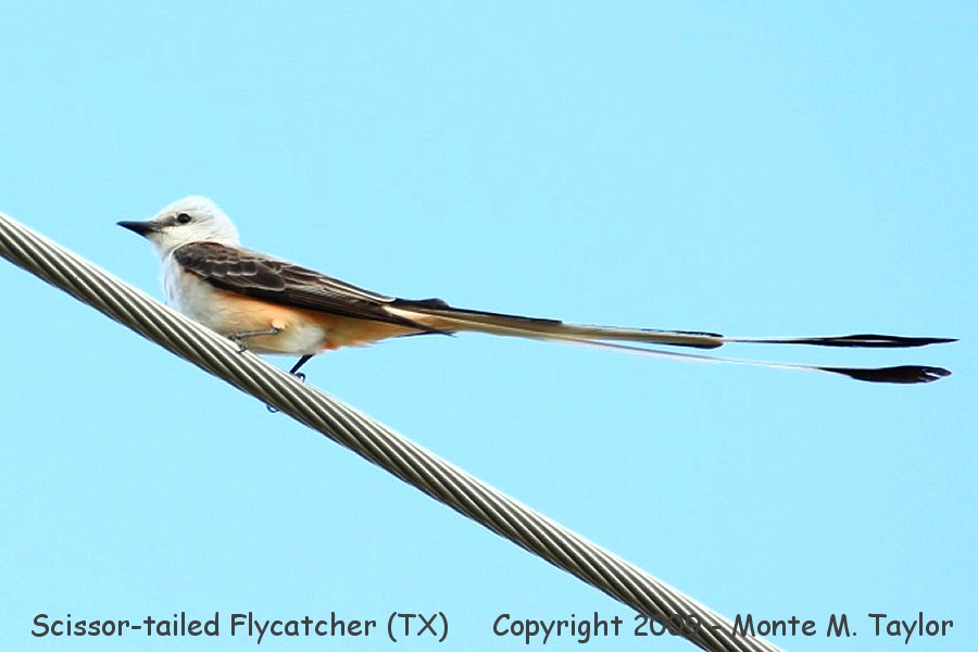 Scissor-tailed Flycatcher -summer male- (Texas)