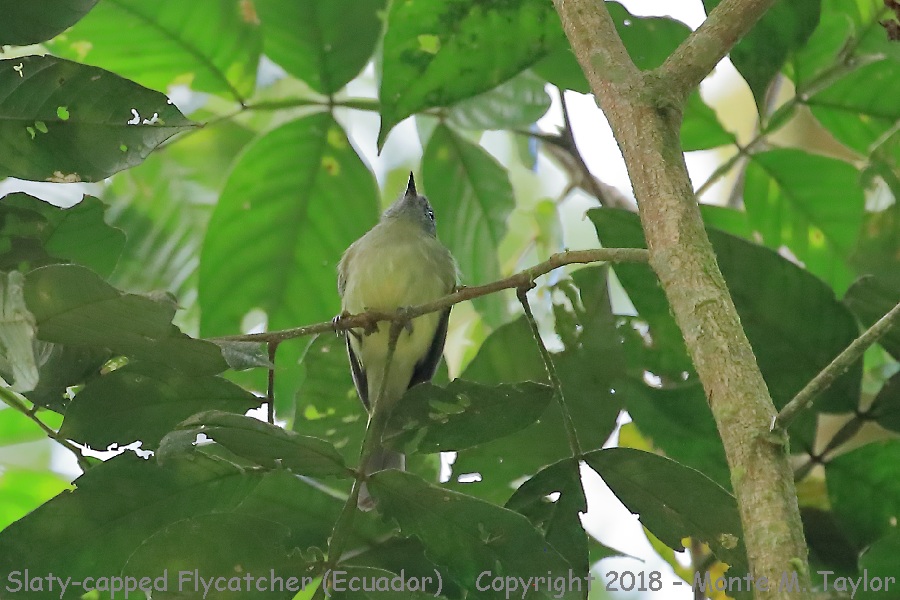 Slaty-capped Flycatcher -November- (Mindo, Ecuador)