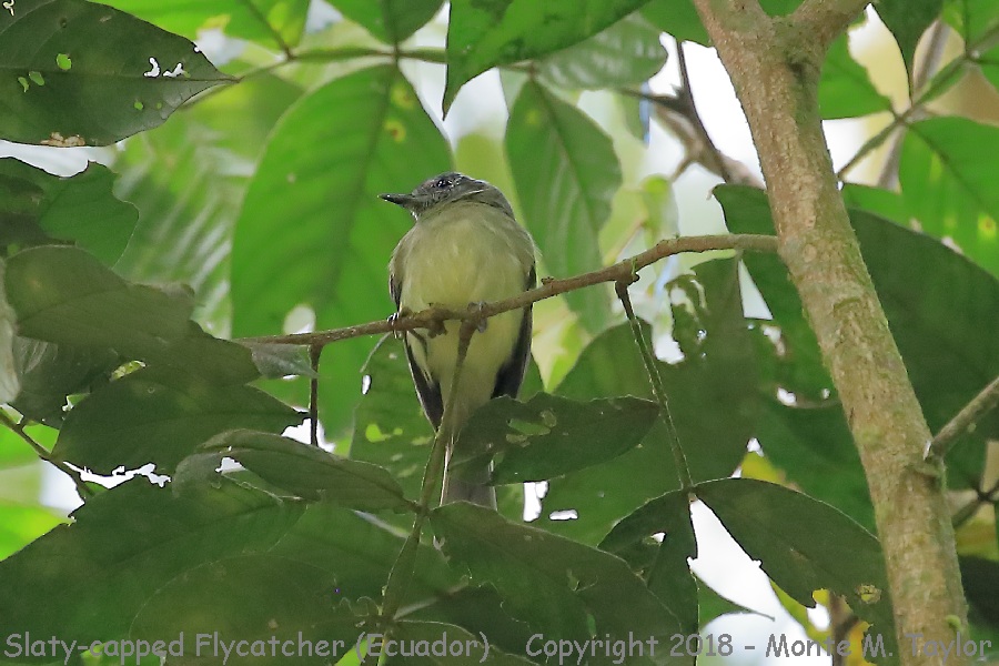 Slaty-capped Flycatcher -November- (Mindo, Ecuador)