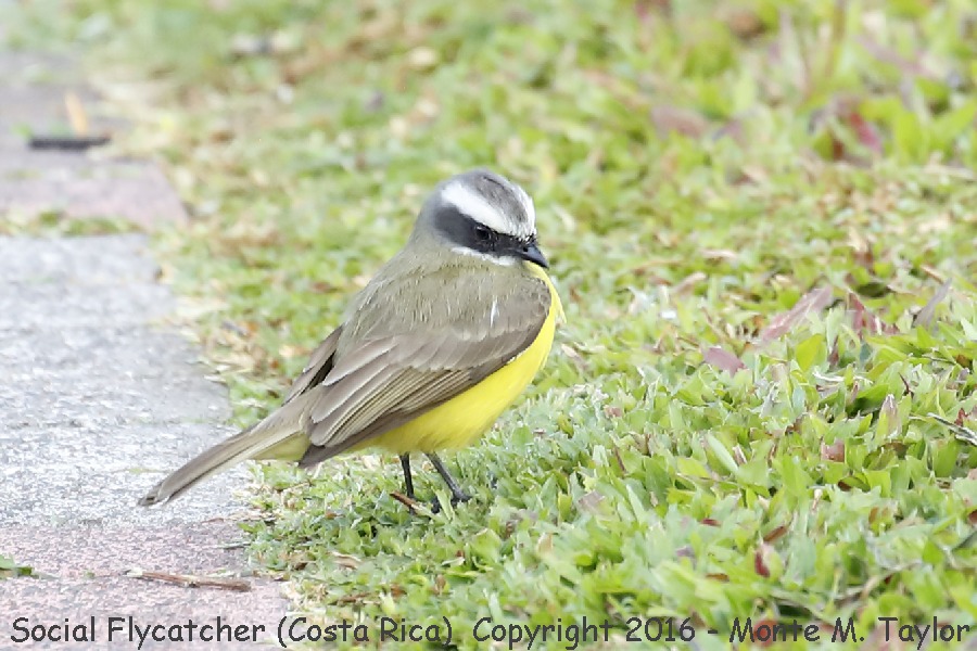 Social Flycatcher -winter- (Costa Rica)