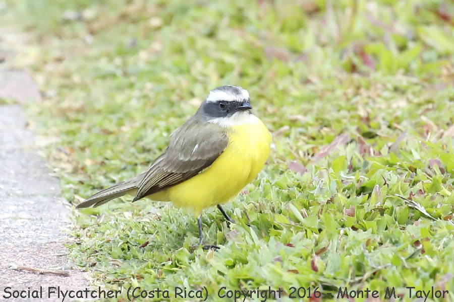 Social Flycatcher -winter- (Costa Rica)