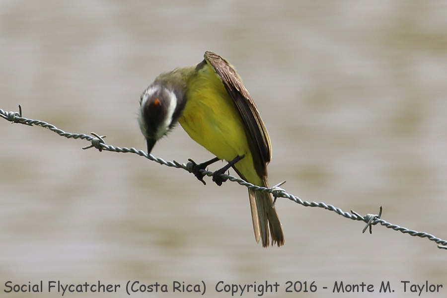 Social Flycatcher -winter- (Selva Verde, Costa Rica)
