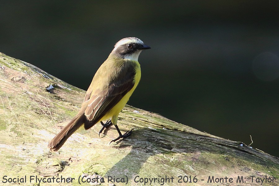 Social Flycatcher -winter- (Selva Verde, Costa Rica)