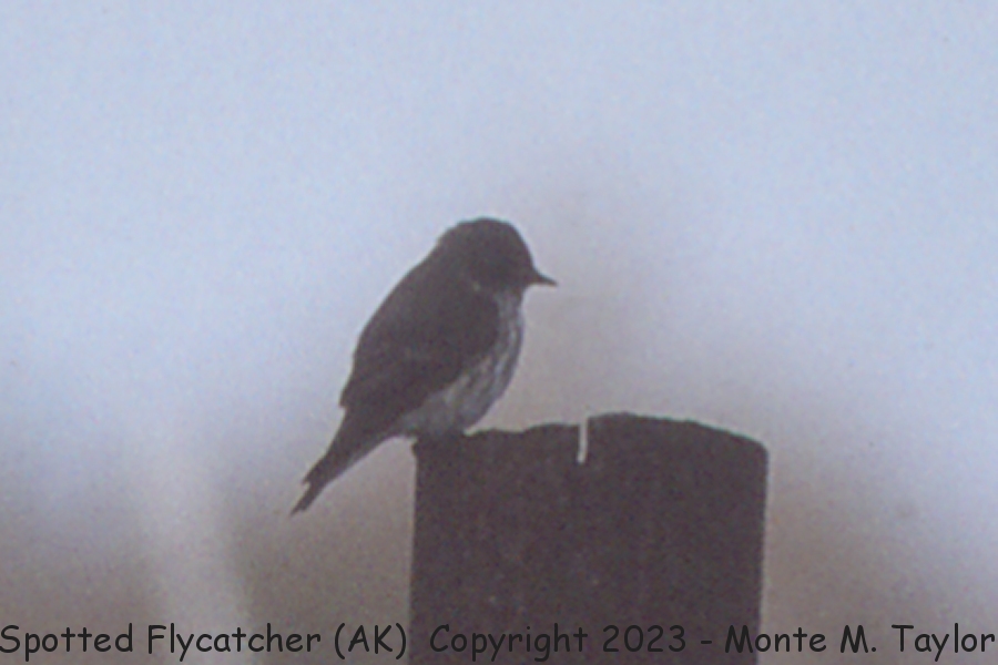 Spotted Flycatcher -6-05-1992- (Attu Island, Alaska)
