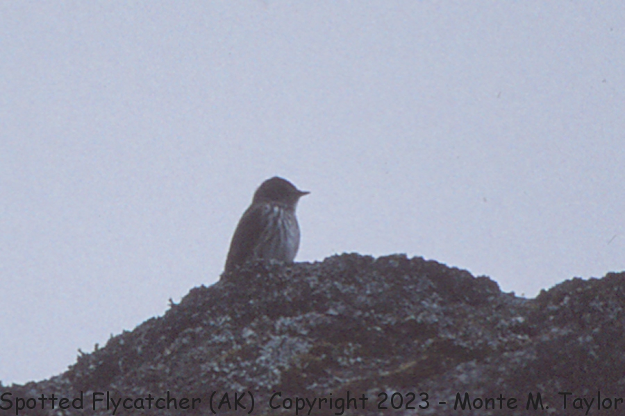 Spotted Flycatcher -6-05-1992- (Attu Island, Alaska)