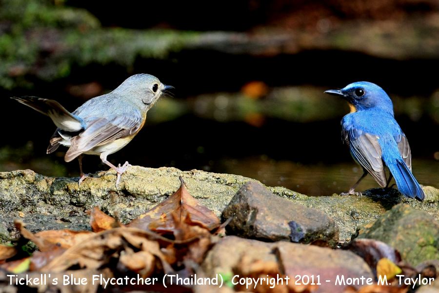 Tickell's Blue Flycatcher -winter female/male- (Kaeng Krachan National Park, Petchaburi, Thailand)