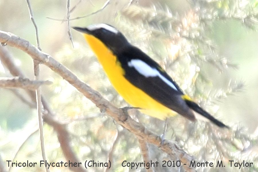 Tricolor (Yellow-rumped) Flycatcher -spring male- (Tianjin, China)