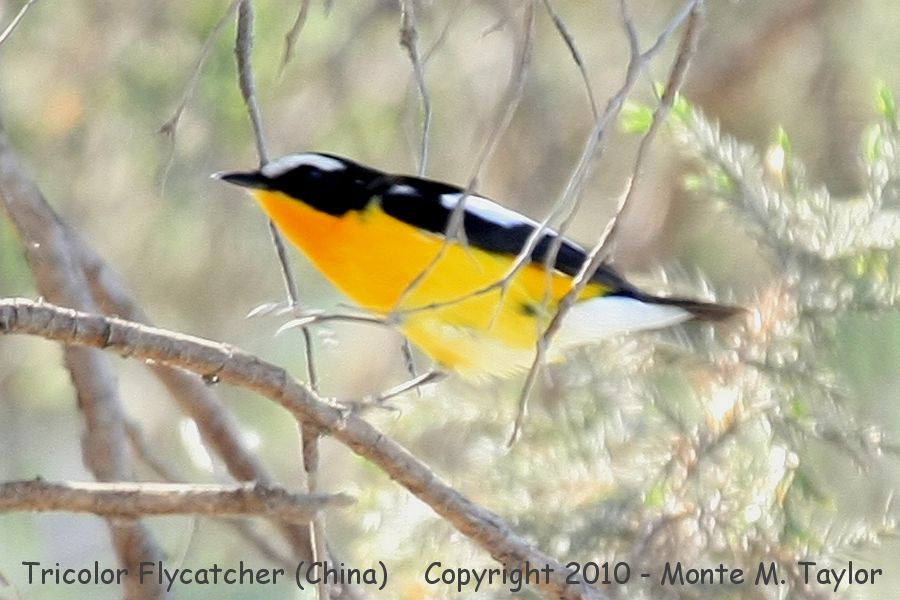 Tricolor (Yellow-rumped) Flycatcher -spring male- (Tianjin, China)