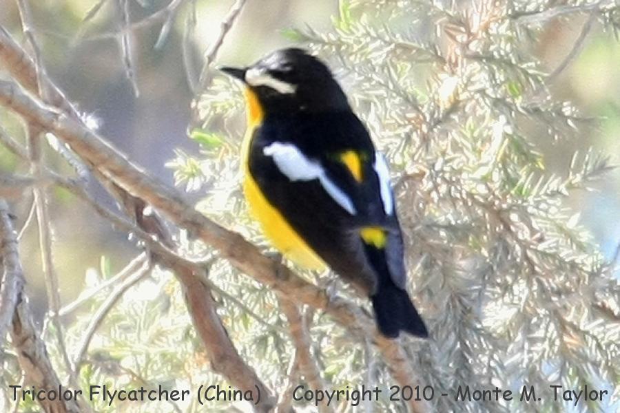 Tricolor (Yellow-rumped) Flycatcher -spring male- (Tianjin, China)