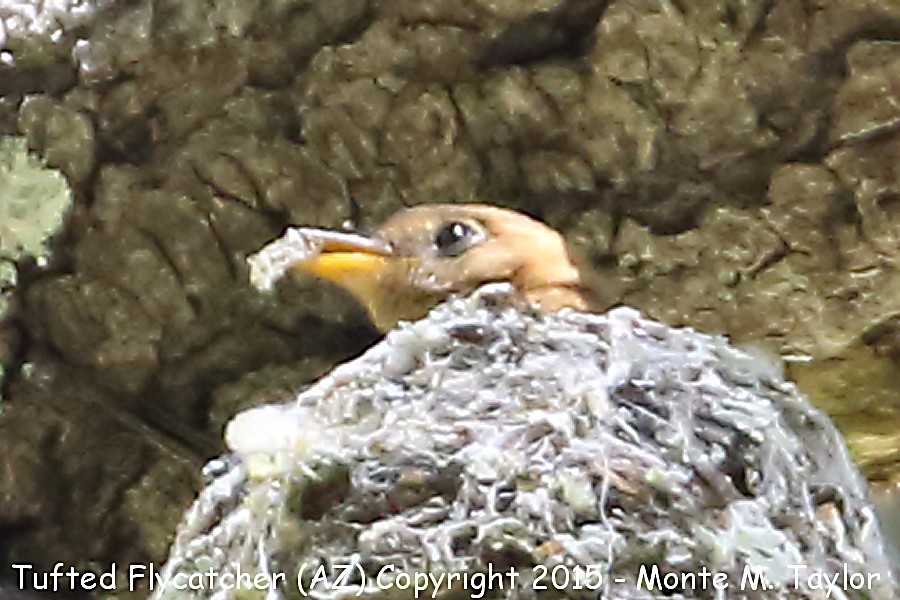 Tufted Flycatcher -20150529 male- (Hamburg Meadow, Ramsey Canyon, Arizona)