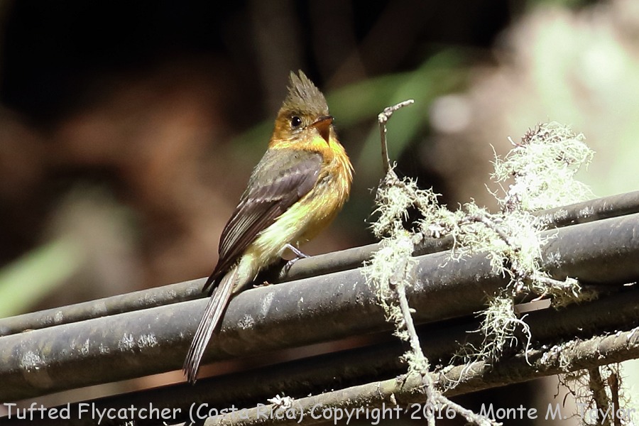 Tufted Flycatcher -winter- (Savegre, Costa Rica)