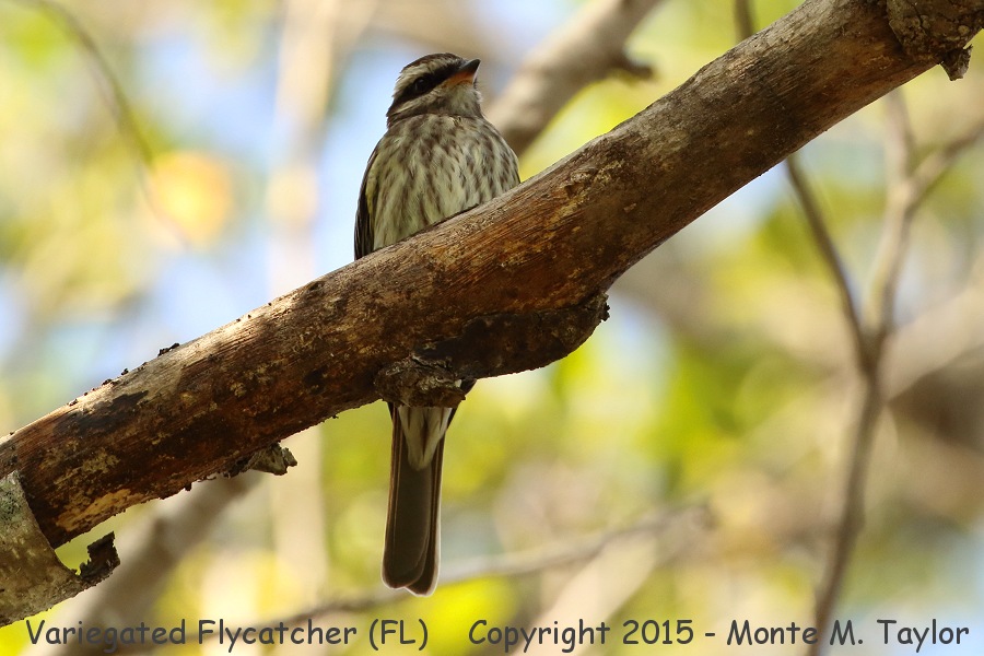 Variegated Flycatcher -Oct 26th, 2015- (Ft. Lauderdale, Florida)