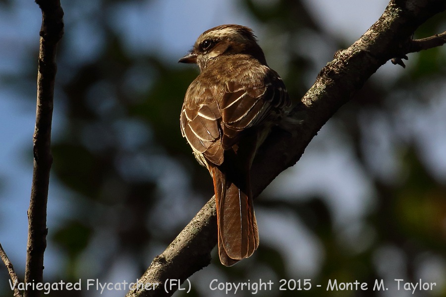 Variegated Flycatcher -October 26th, 2015- (Ft. Lauderdale, Florida)