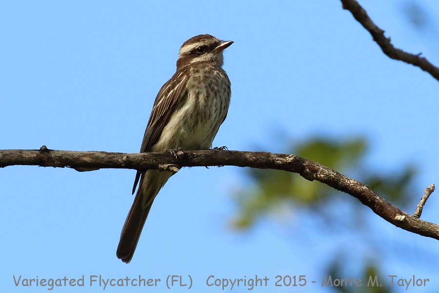 Variegated Flycatcher -October 27th, 2015- (Ft. Lauderdale, Florida)