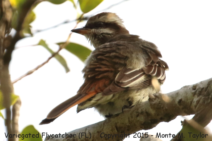 Variegated Flycatcher -October 27th, 2015- (Ft. Lauderdale, Florida)
