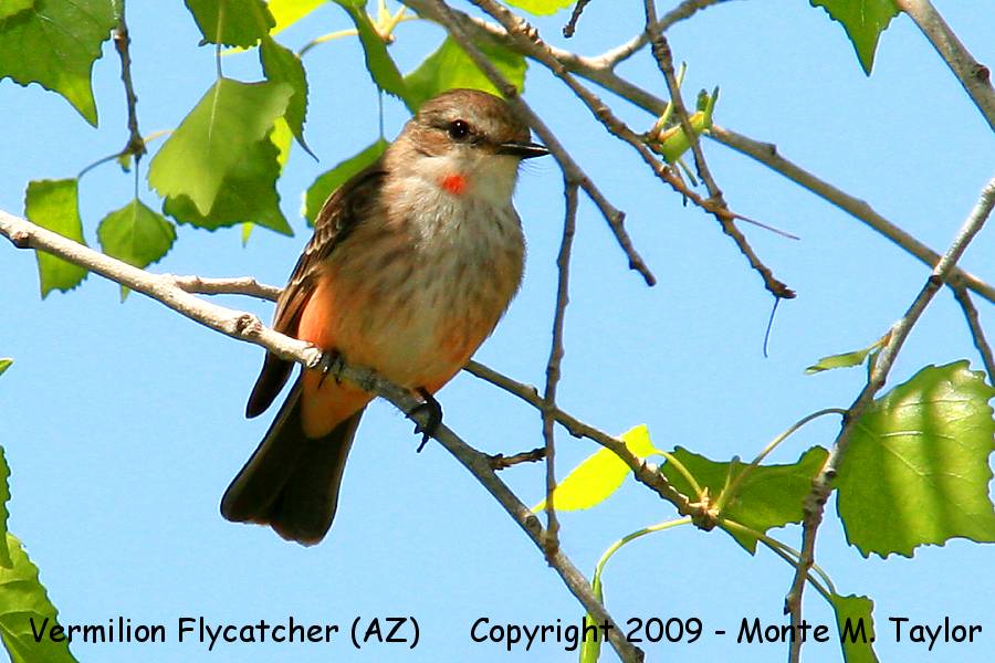 Vermilion Flycatcher -spring 1st year male- (Arizona)