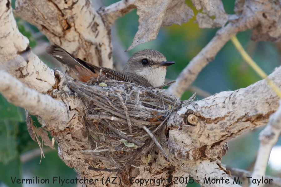 Vermilion Flycatcher -spring female on nest- (Arizona)