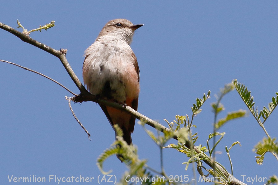 Vermilion Flycatcher -spring female- (Arizona)