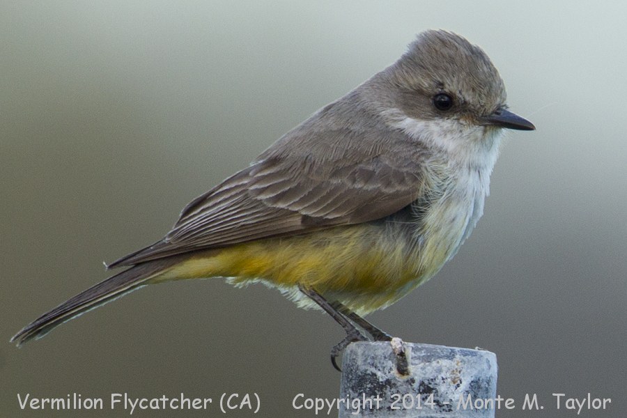 Vermilion Flycatcher -winter female- (California)