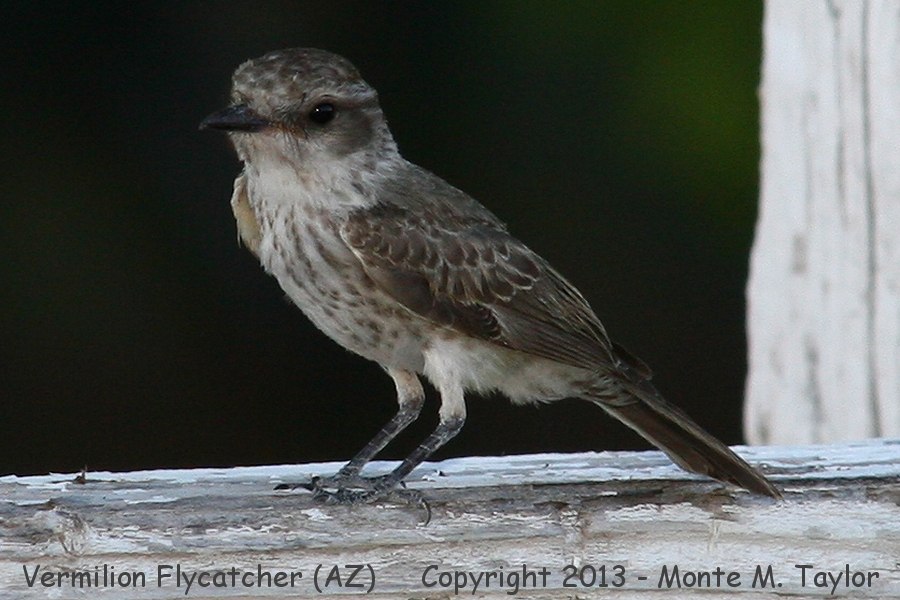 Vermilion Flycatcher -spring juvenile- (Arizona)