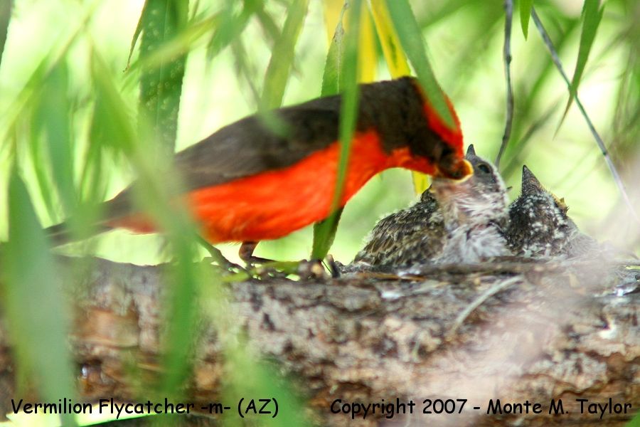 Vermilion Flycatcher -summer male w-chicks- (Arizona)